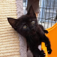 PASCALE, chatte à adopter