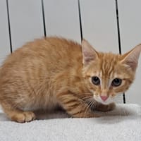 PTIT LARDON, chat à adopter
