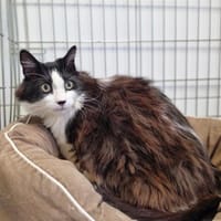 NOE, chat à adopter