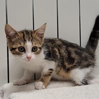 FUSILLI, chatte à adopter