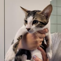 MAGMAGO, chat à adopter