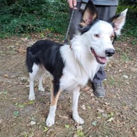NOKIA, chien à adopter