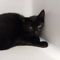 NOLAN, chat à adopter