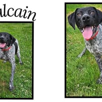 VULCAIN, chien à adopter