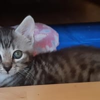 Caruzo, chat à adopter