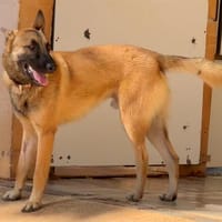 LEO, chien à adopter