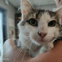 PACMAN, chat à adopter