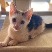 PIRATE, chat à adopter