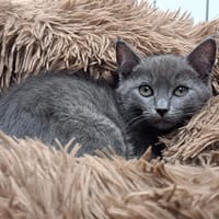 ROSETTE, chatte à adopter
