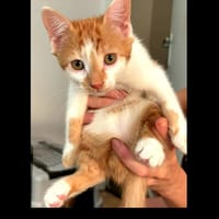 Ed [Chaton], chat à adopter