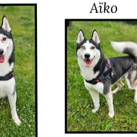 AÏKO, chien à adopter