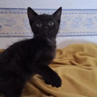 RICK, chat à adopter