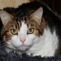 BIMBO A17077, chat à adopter