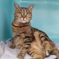 FRIPOUNETTE CHA, chatte à adopter
