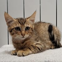 LATTE, chat à adopter