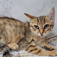 NYMPHEA, chatte à adopter