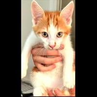 Sheeran [Chaton], chat à adopter