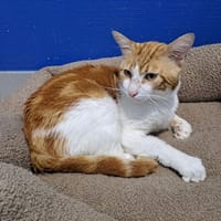 OTHELLO, chat à adopter