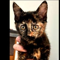 Aphrodite [Chaton], chatte à adopter