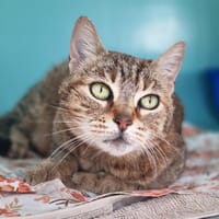 SARA, chatte à adopter