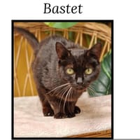 Bastet, chatte à adopter