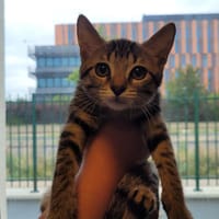 MAG, chatte à adopter