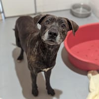 Timide, chien à adopter