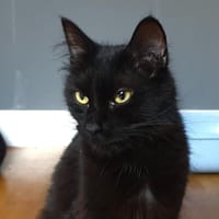 CERISE CHA, chatte à adopter
