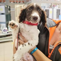 AZIMUT, chien à adopter