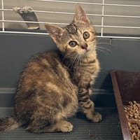 NIHAN, chatte à adopter