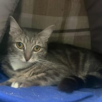 DIXIE, chatte à adopter