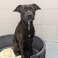 Dormeur, chien à adopter