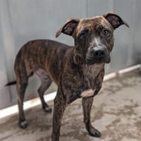 Prof, chien à adopter