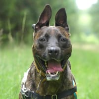 SKY, chien à adopter