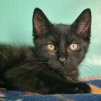 ALVIN, chat à adopter
