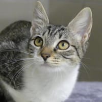 INA, chatte à adopter
