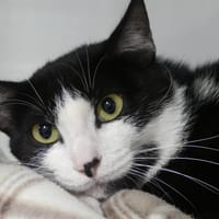 SOBEK, chat à adopter