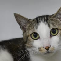 DENWEN, chat à adopter