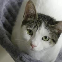 PITCHY, chatte à adopter