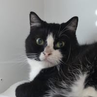 YOSHI, chat à adopter
