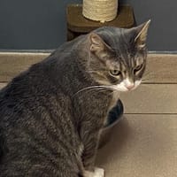 SIMBA, chat à adopter