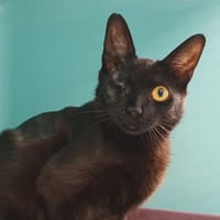 BELKA CHA, chatte à adopter