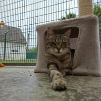 LEÏLA, chatte à adopter