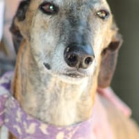 ARMANI, chien à adopter