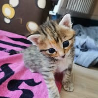 juvy, chatte à adopter