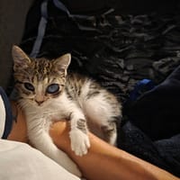 Iris, chatte à adopter