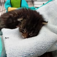 Joy, chatte à adopter