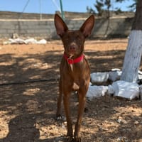 CACAO (Lara), chien à adopter