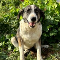 LOLA  (Animalea), chienne à adopter