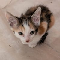 CALI, chatte à adopter